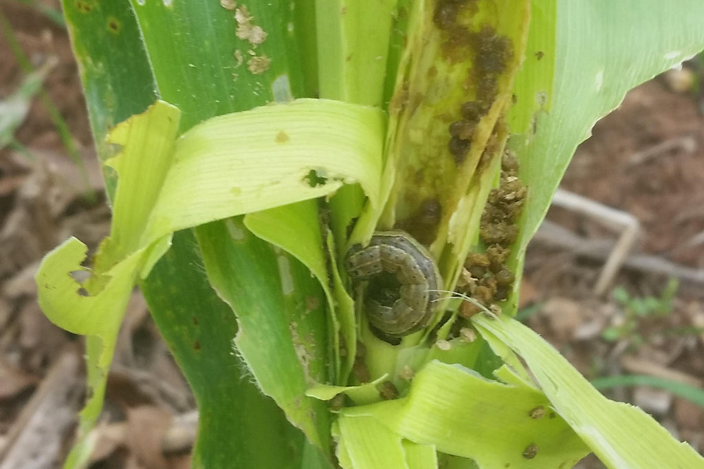 fall army worm