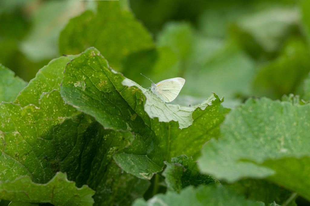 nufarm brassicas white butterfly