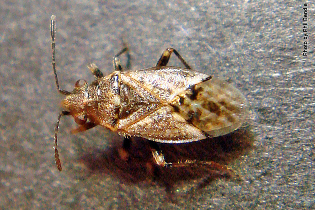 nufarm wheat bug nysius hutton credit phil bendle