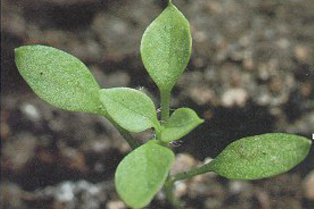 Chickweed