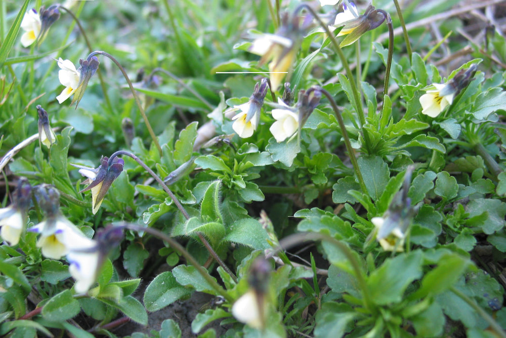 Field Pansy