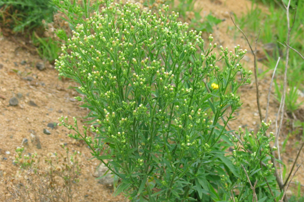 Fleabane