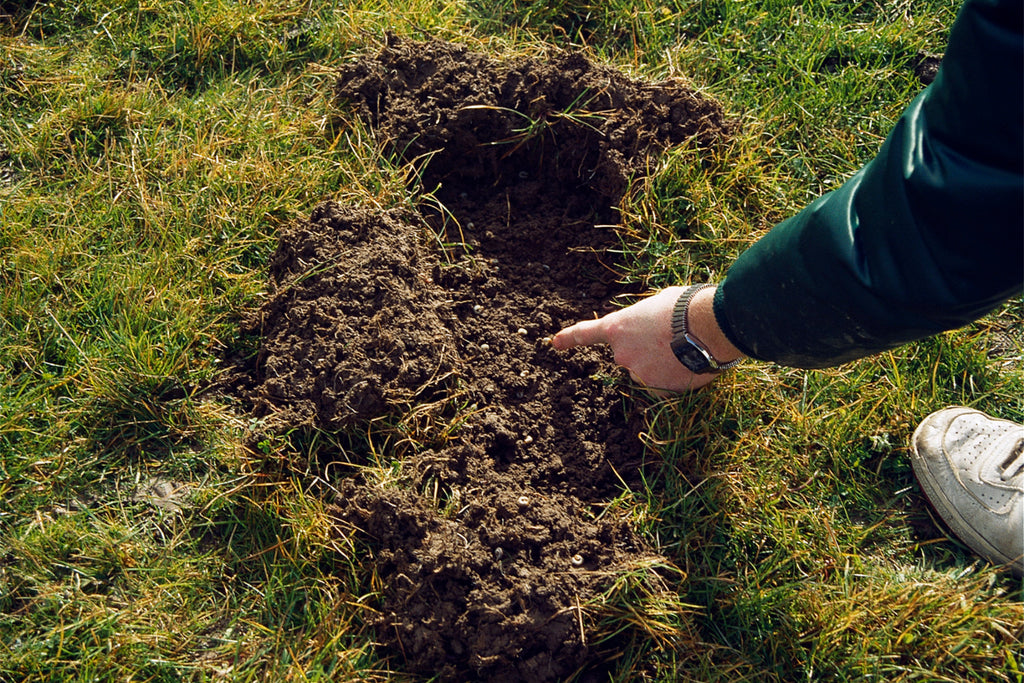 Grass grub