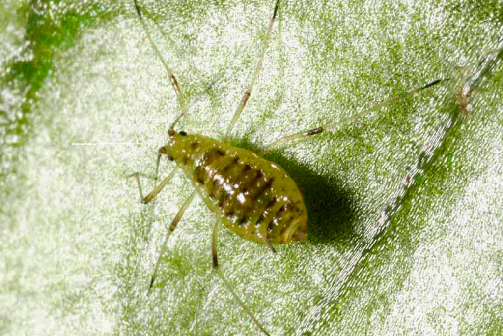 Aphids