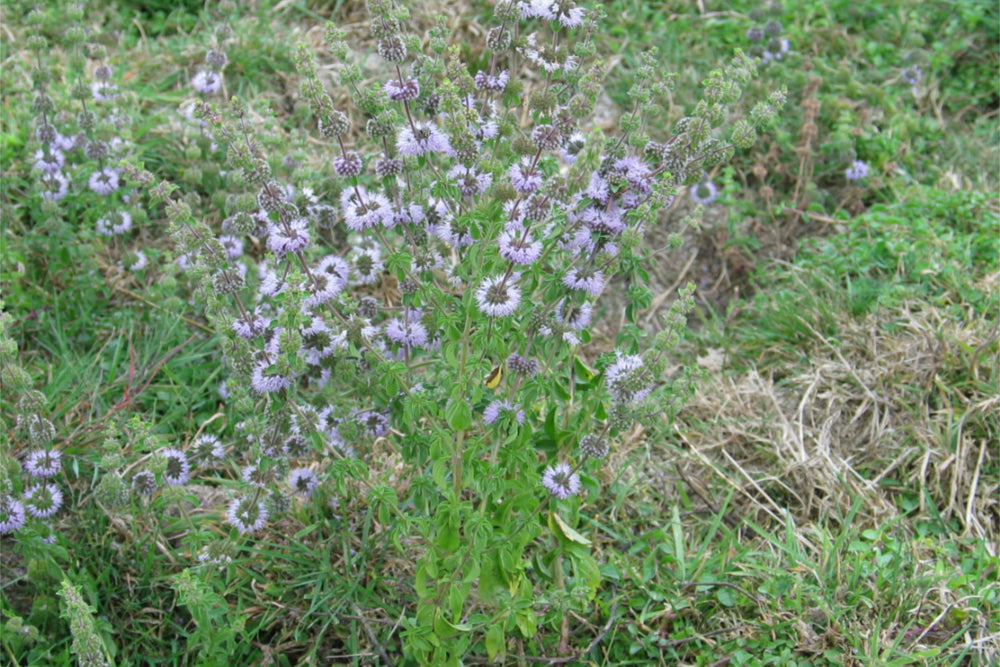 Pennyroyal