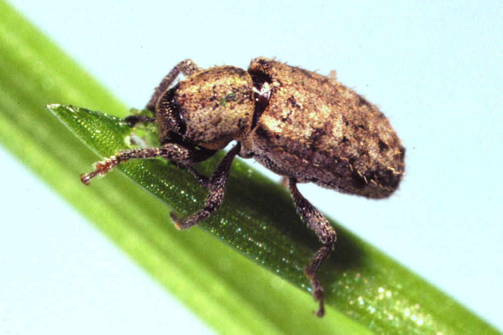 Argentine stem weevil