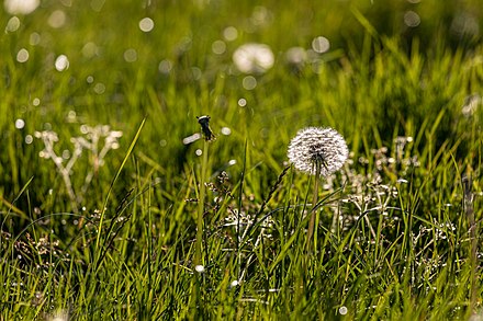 Dandelion