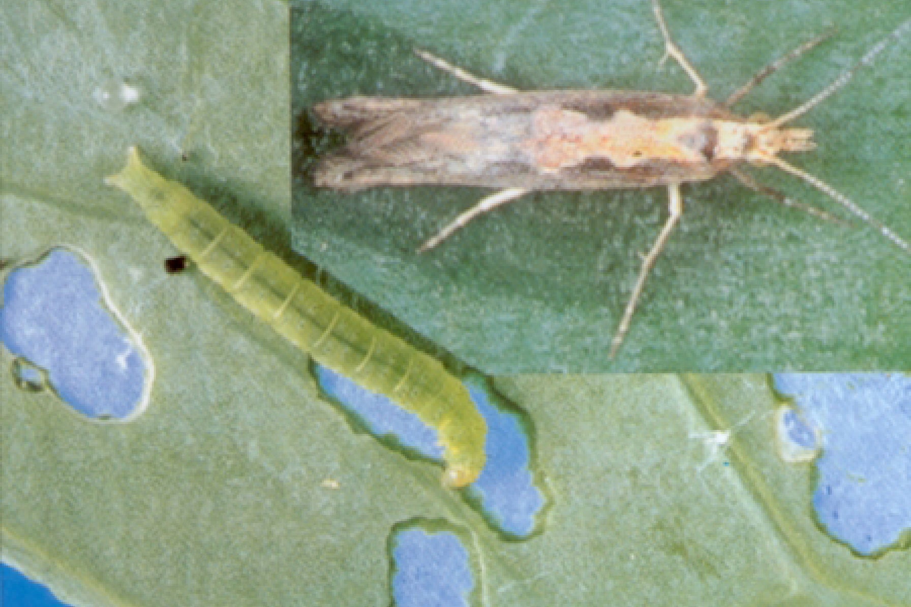Insects & Fungal Pests - Plateau Sprayers & Earthmoving
