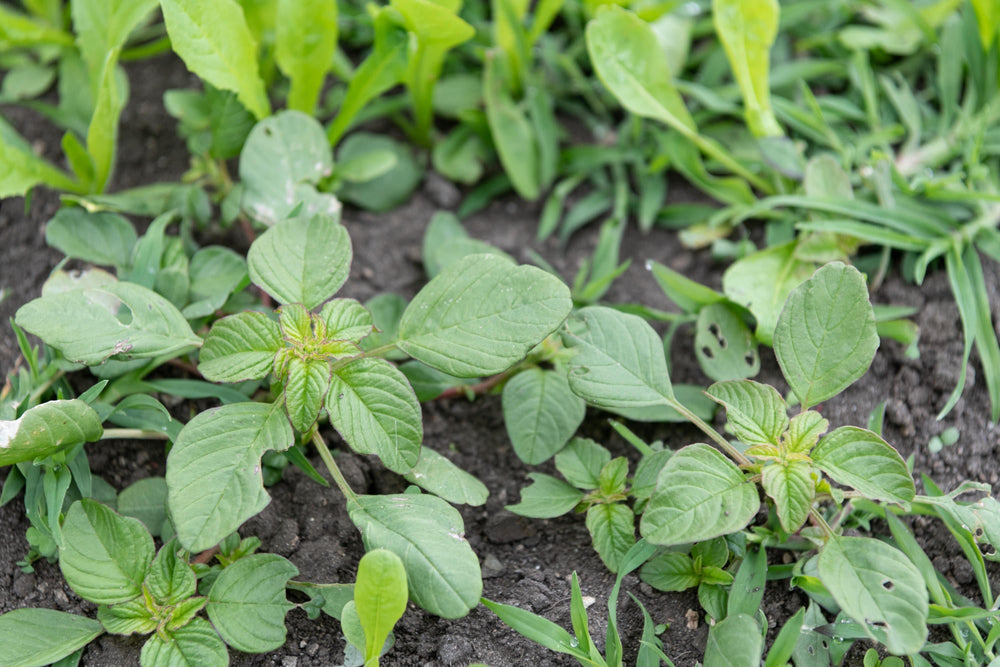 Amaranthus