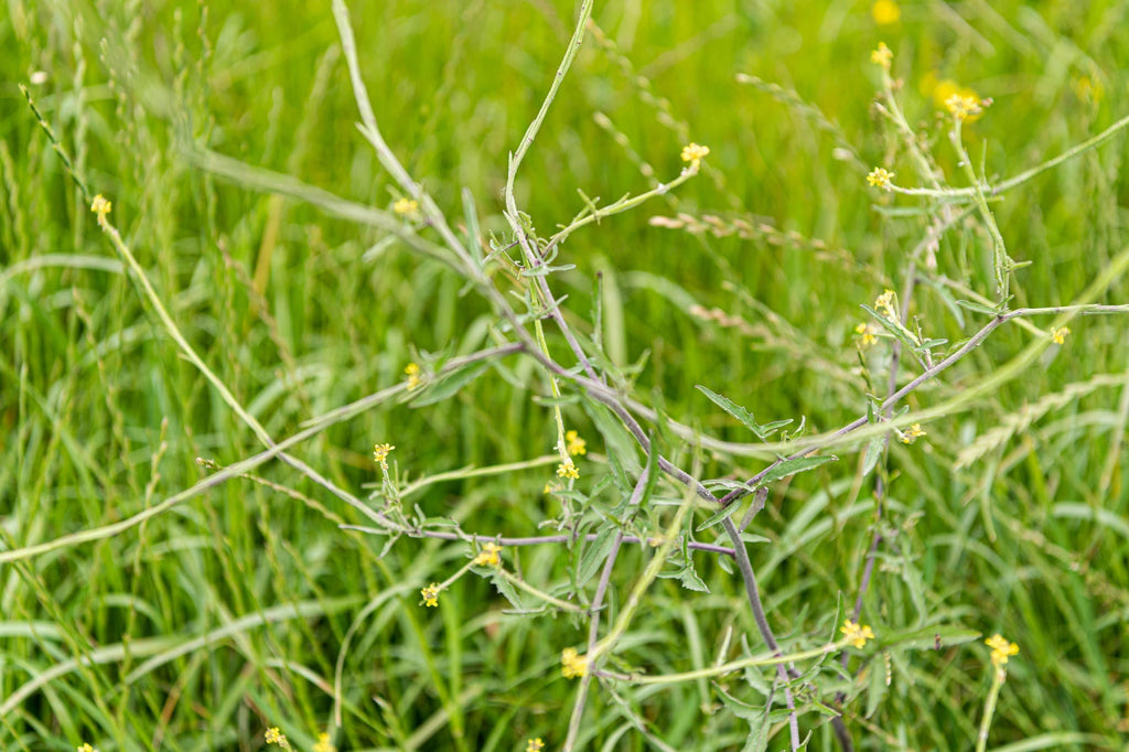 Hedge Mustard