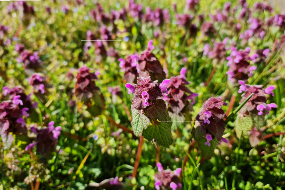 Henbit