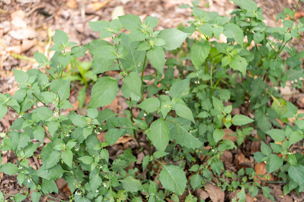 Black Nightshade