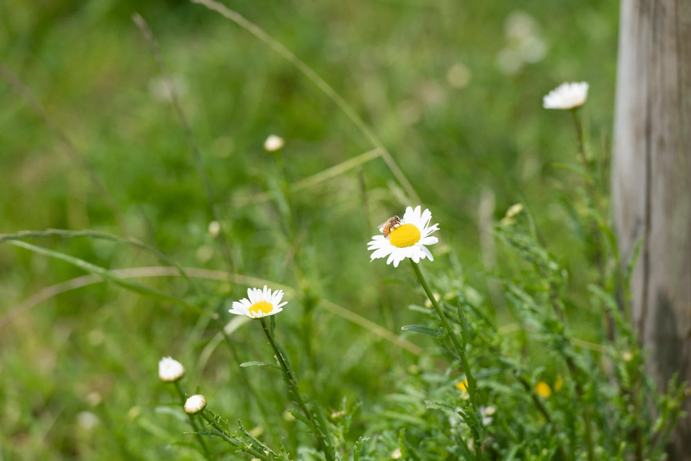 Oxeye Daisy