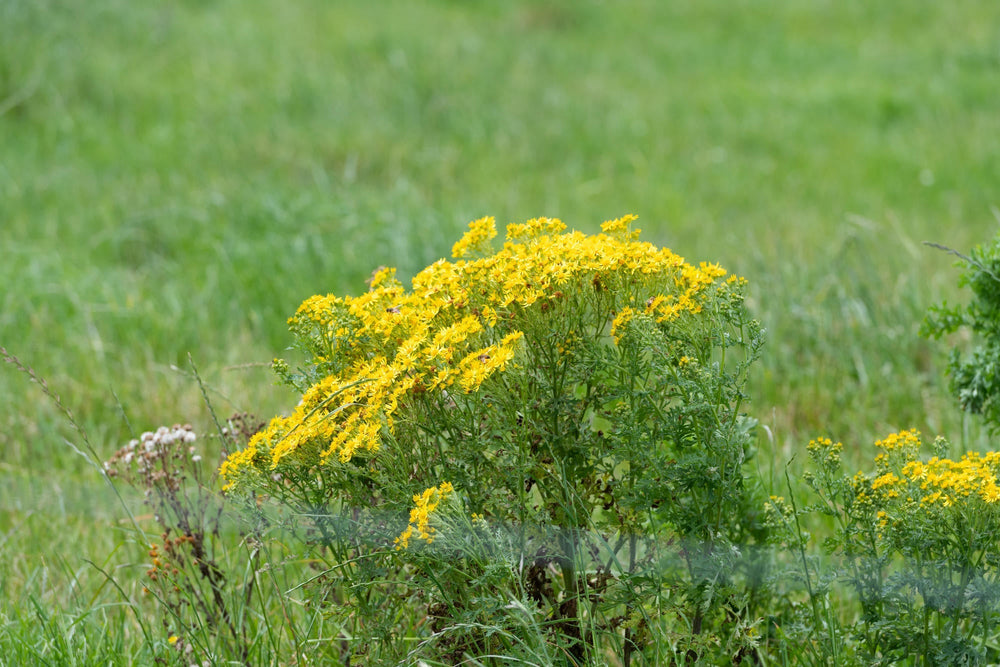 Ragwort - Plateau Sprayers & Earthmoving