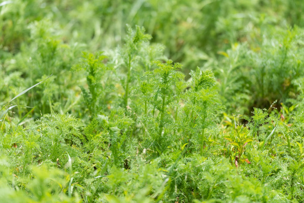 Stinking Mayweed