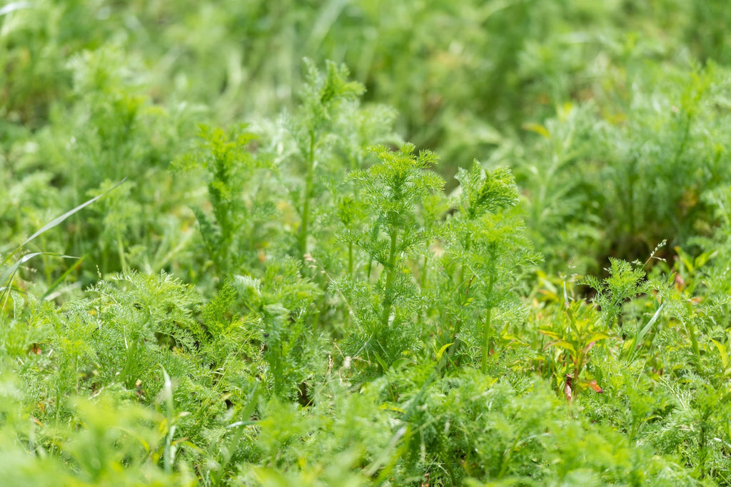 Stinking Mayweed