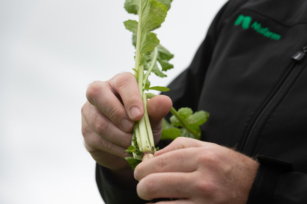 Fodder beet