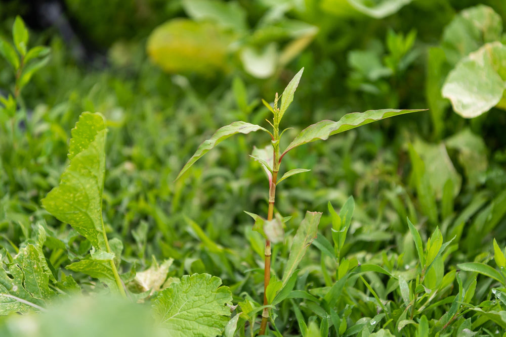 Willow weed