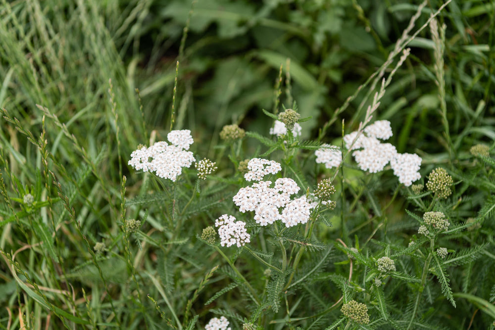 Yarrow