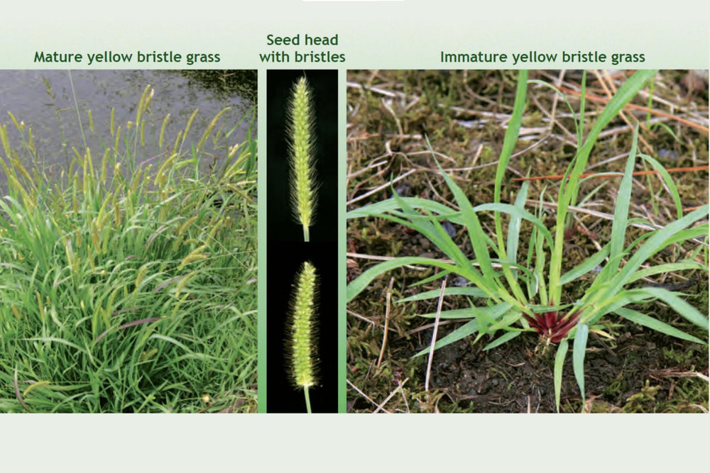 Yellow bristle grass