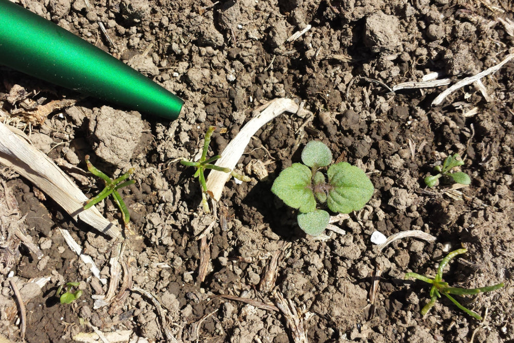 Scrambling Speedwell