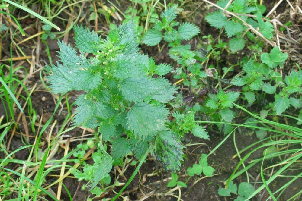 Nettles aka Stinging Nettle