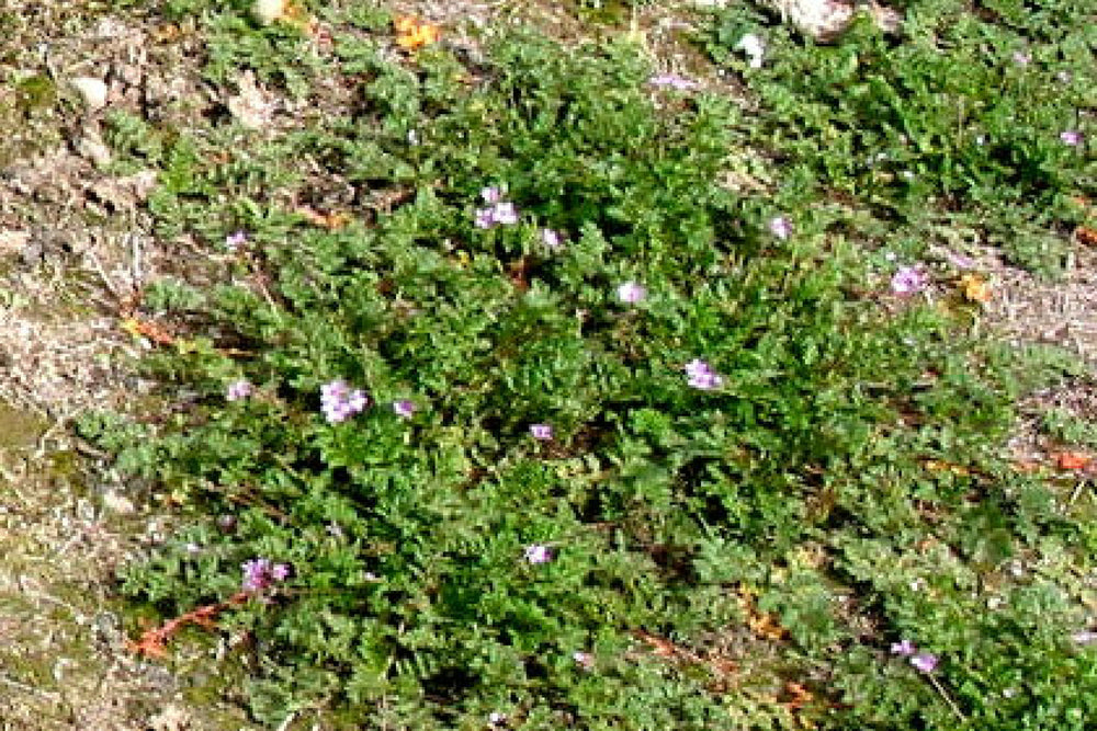 Storksbill