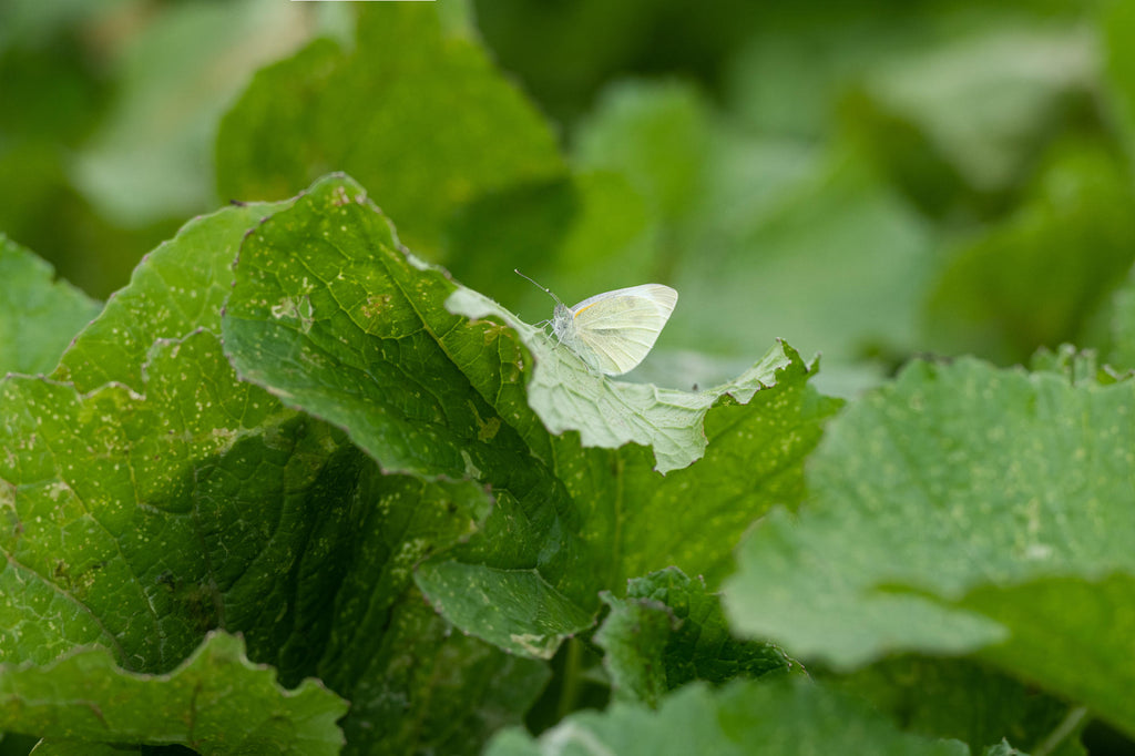 nufarm brassicas white butterfly