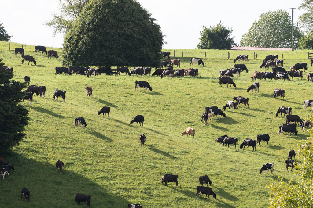 nufarm pasture cows hillside