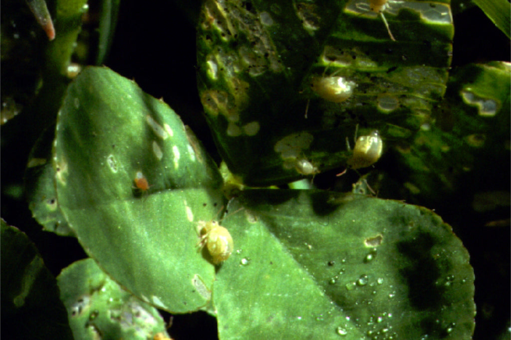 springtails on clover leaf