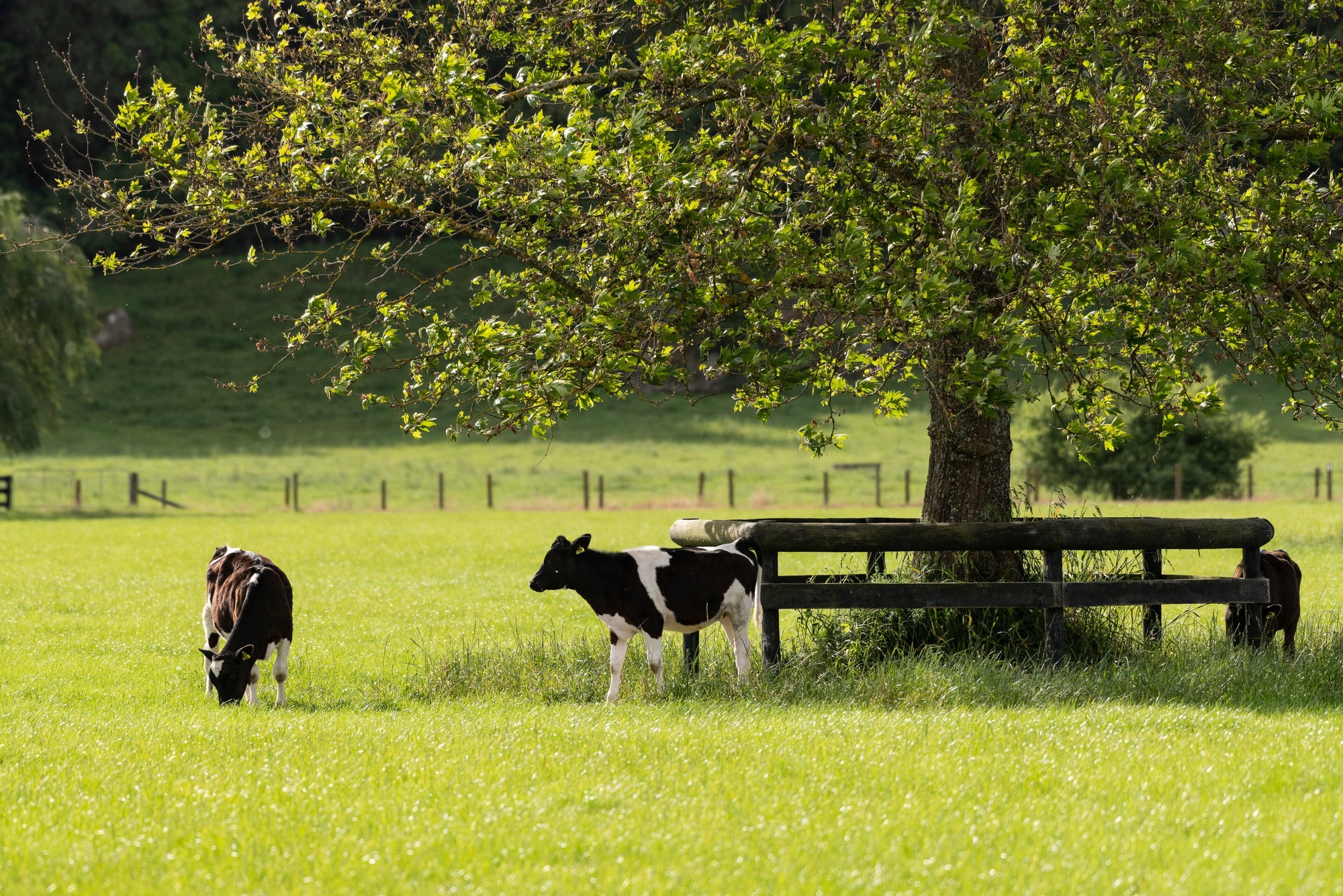 Pasture Spraying