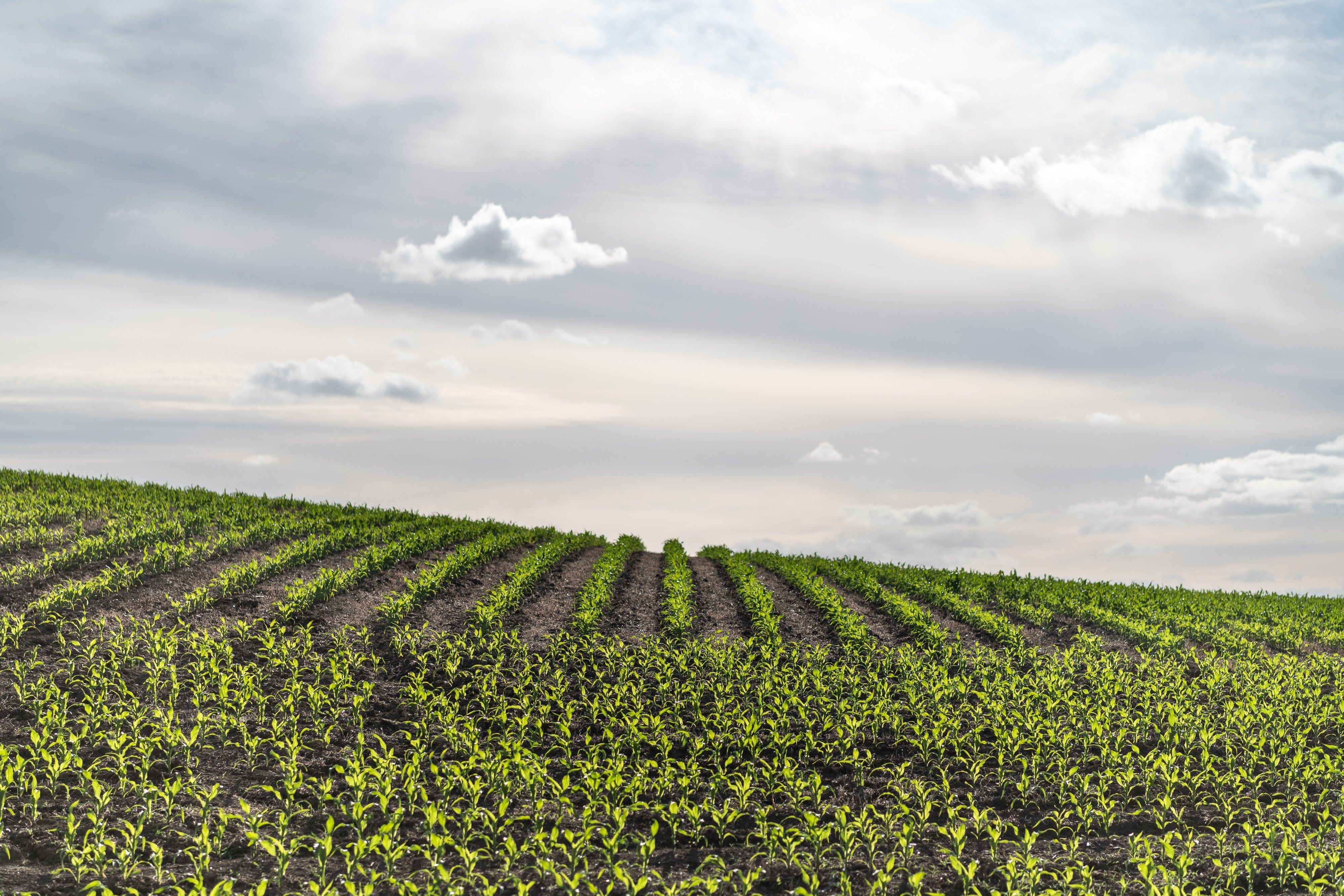 Maize Spraying