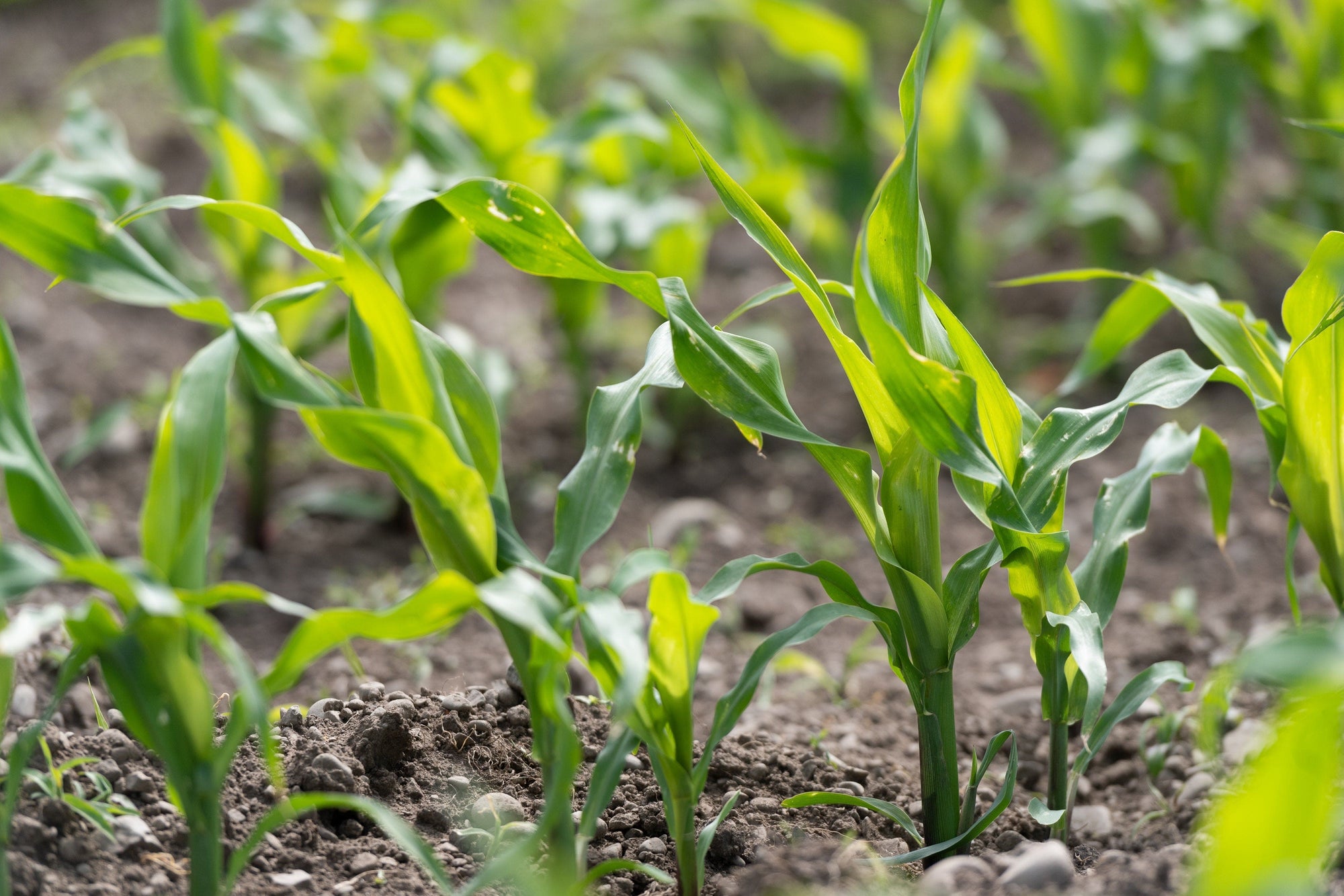 Maize Spraying