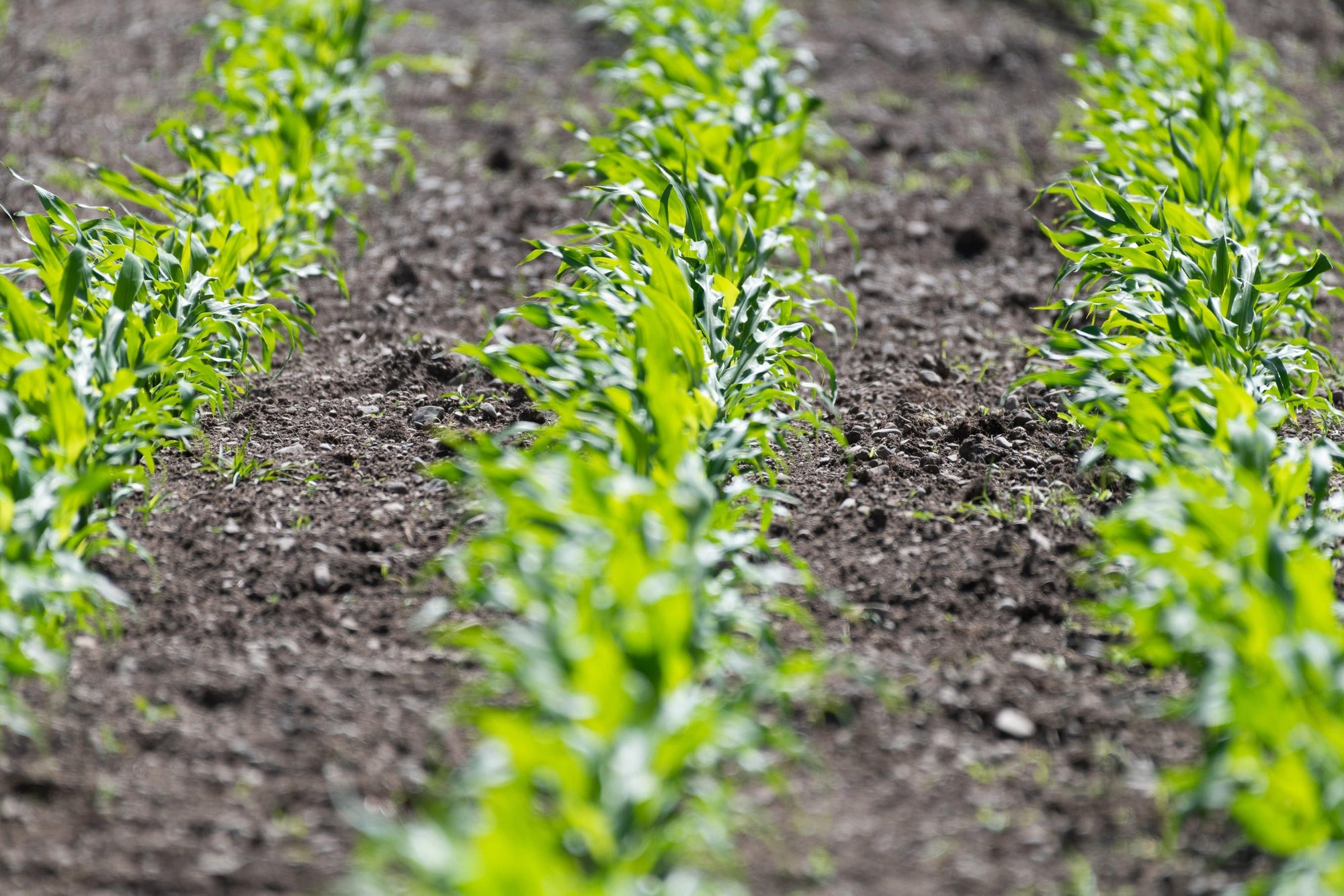 Maize Spraying