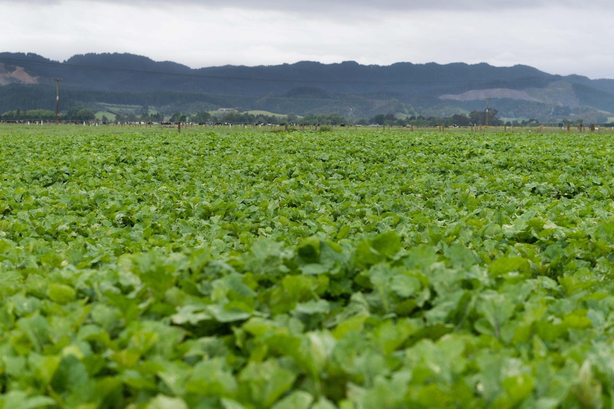 Crop Spraying