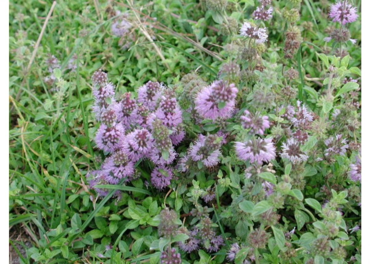 Pasture Spraying